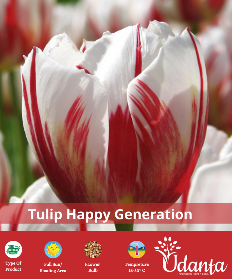Plantogallery Tulip RED WHITE happy generation flower bulbs pack of 10