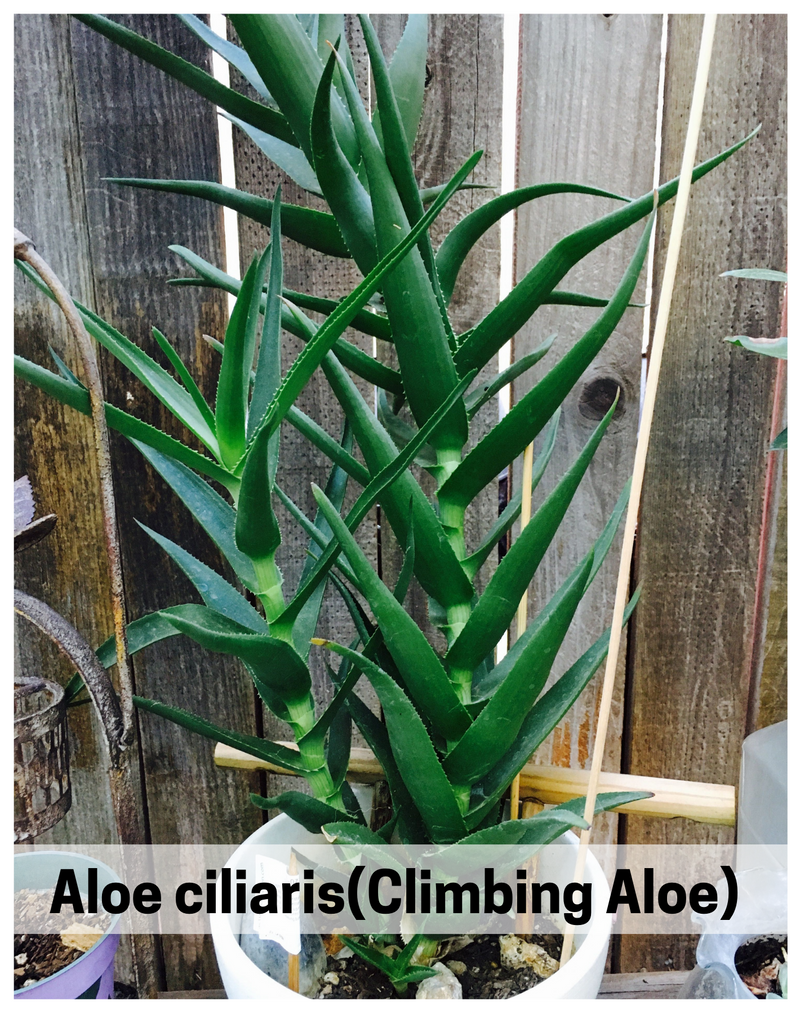 Plantogallery Aloe ciliaris(Climbing Aloe) succulent plant
