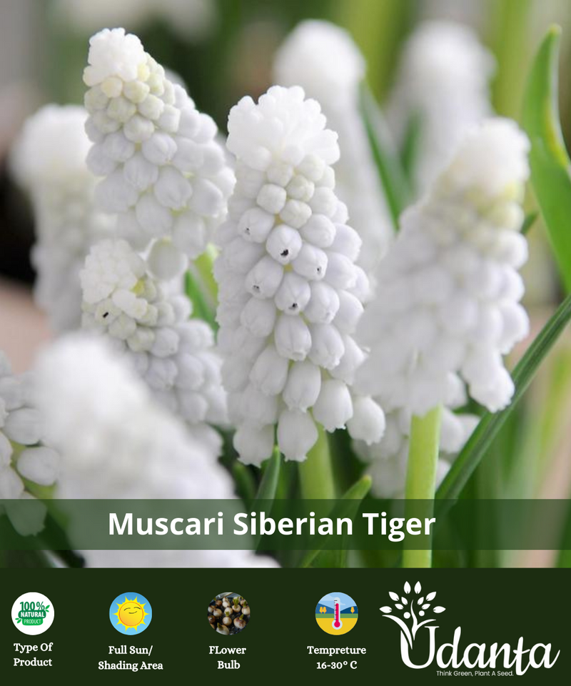 Plantogallery Muscari Siberian Tiger (WHITE MUSCARI) Flower Bulbs pack of 5