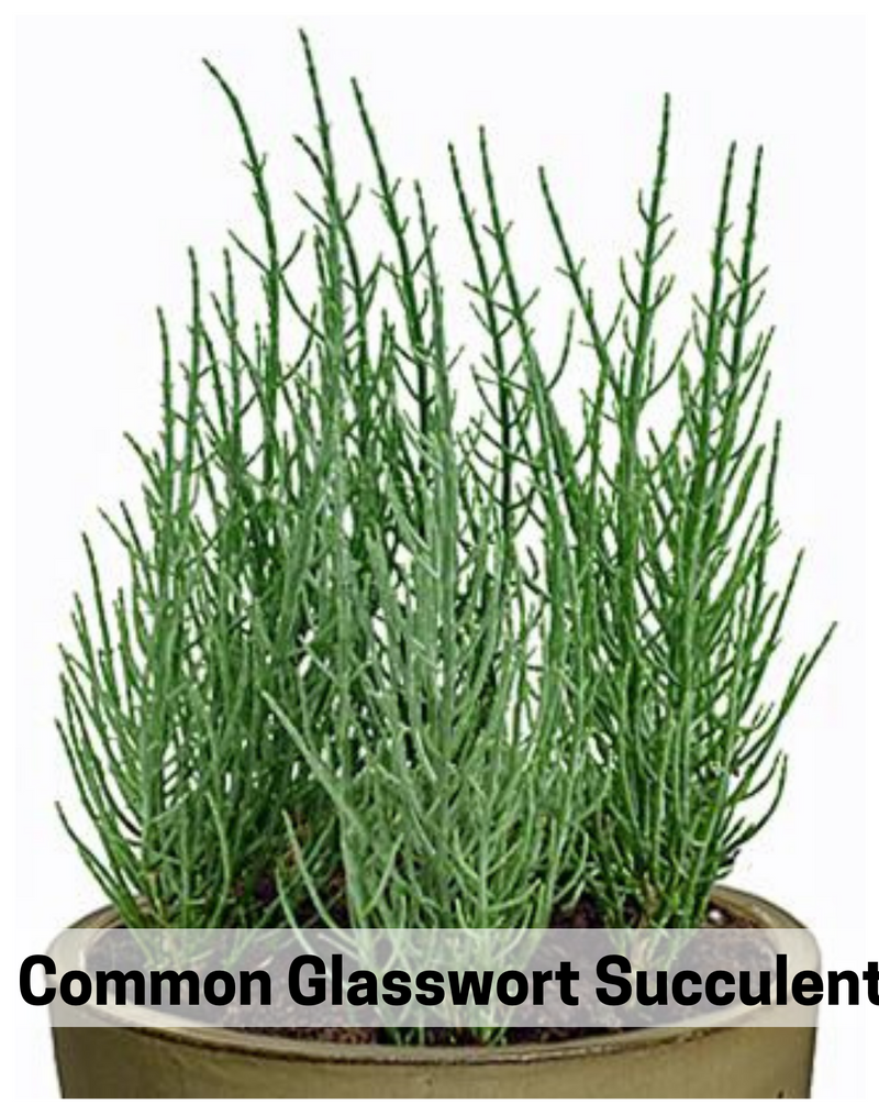 Plantogallery  common glasswort succulent indoor/outdoor/plant