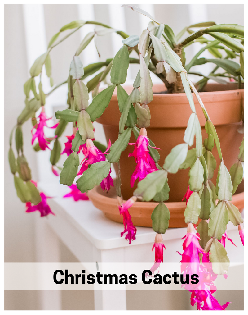 Plantogallery  Christmas cactus flowering succulent plant