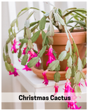Plantogallery  Christmas cactus flowering succulent plant