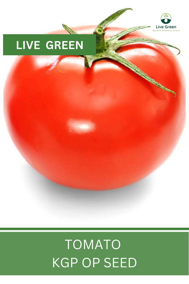 Live Green Tomato Vegetable Seeds - Pack of 30 Seeds (OP)