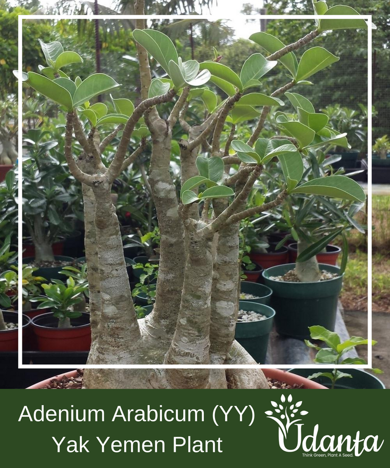 adenium-yak-yemen-plant-seeds
