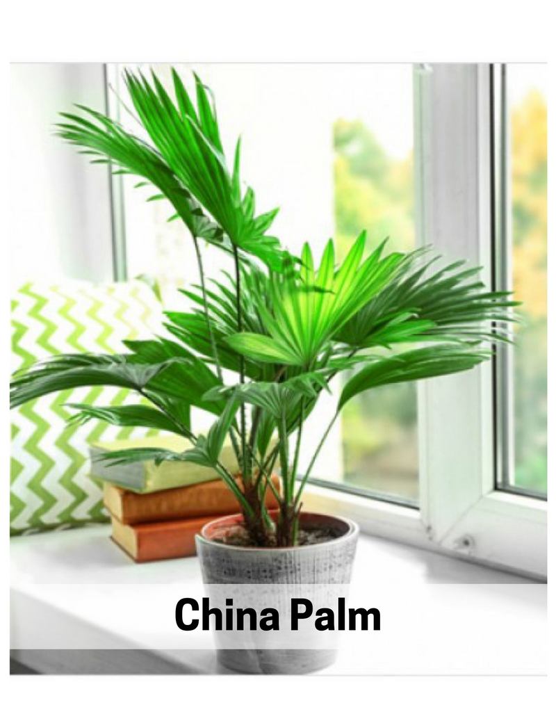 Plantogallery I China Palm for Home