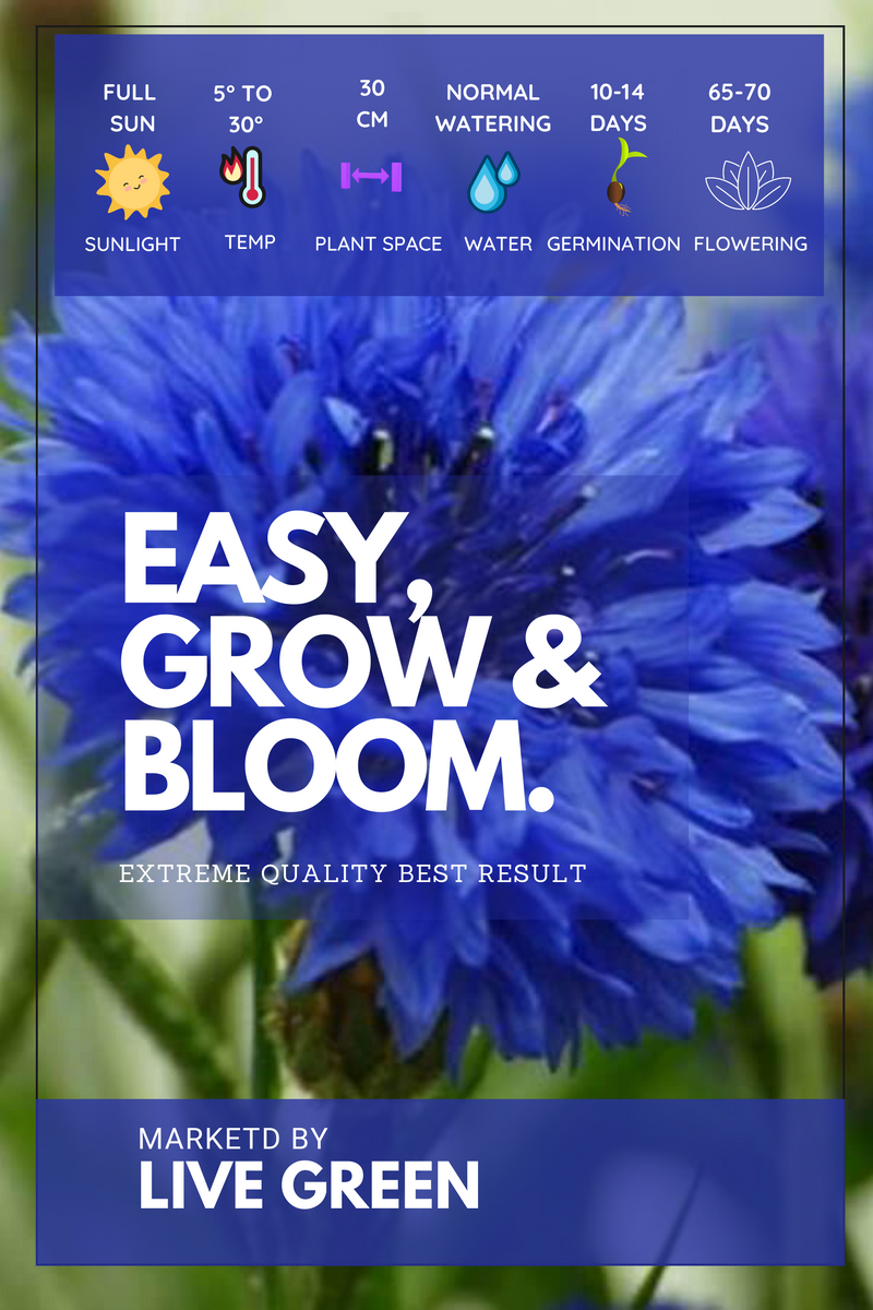 Live Green Imported Seeds - Fiordaliso Jubilee Gem Cornflower Blue Flower Seeds - Pack of 2gm Seeds