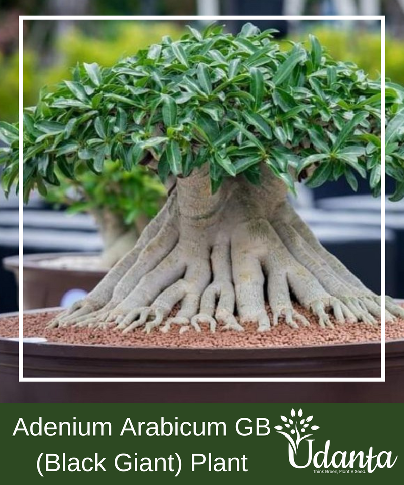 Plantogallery I Adenium Arabicum GB (Black Giant) Plant Seeds
