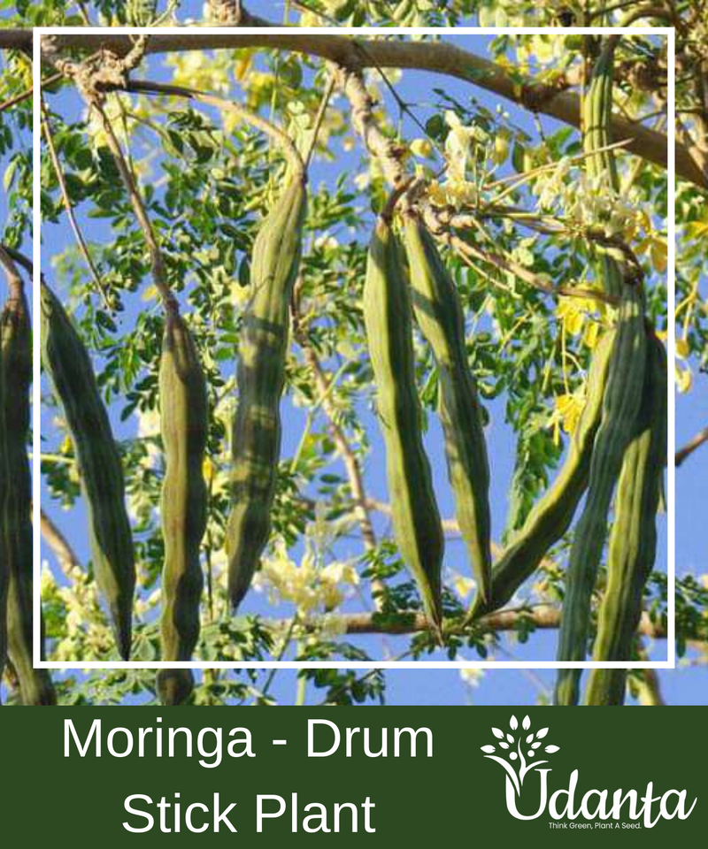 Plantogallery Moringa - Drum Stick Plants Seeds