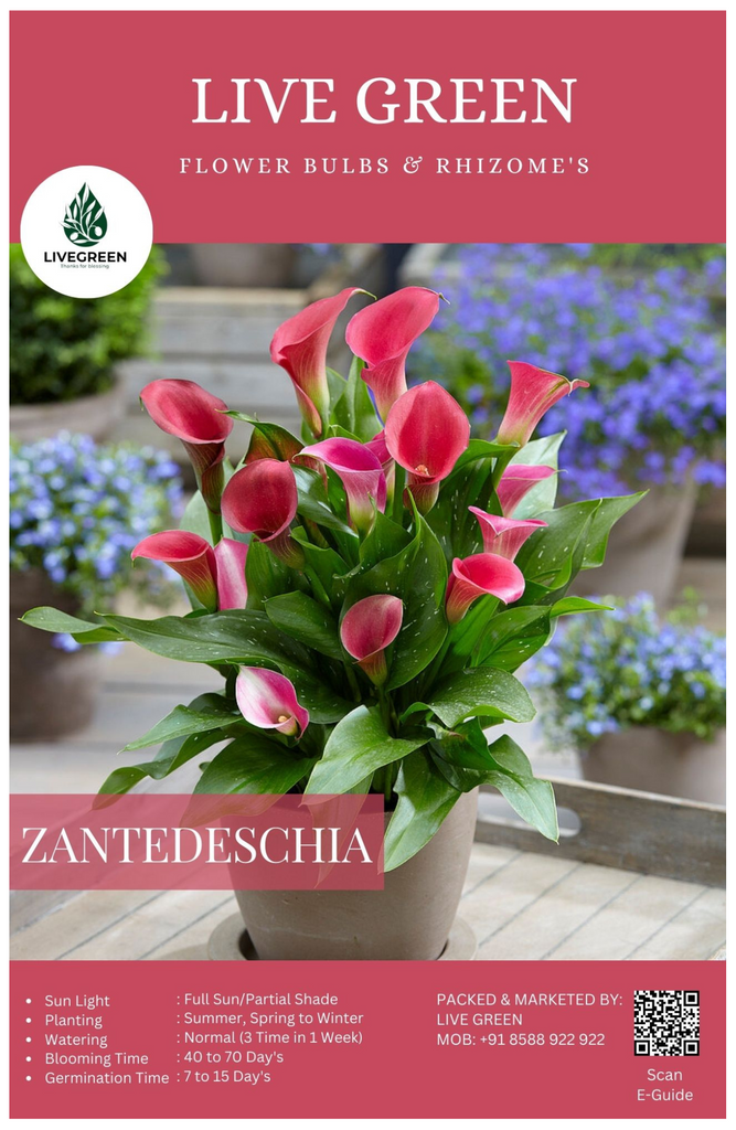 Calla Lily Zantedeschia "Captain Cheerio" Imported Bulbs - Set of 2pcs (Light Pink) By Live Green