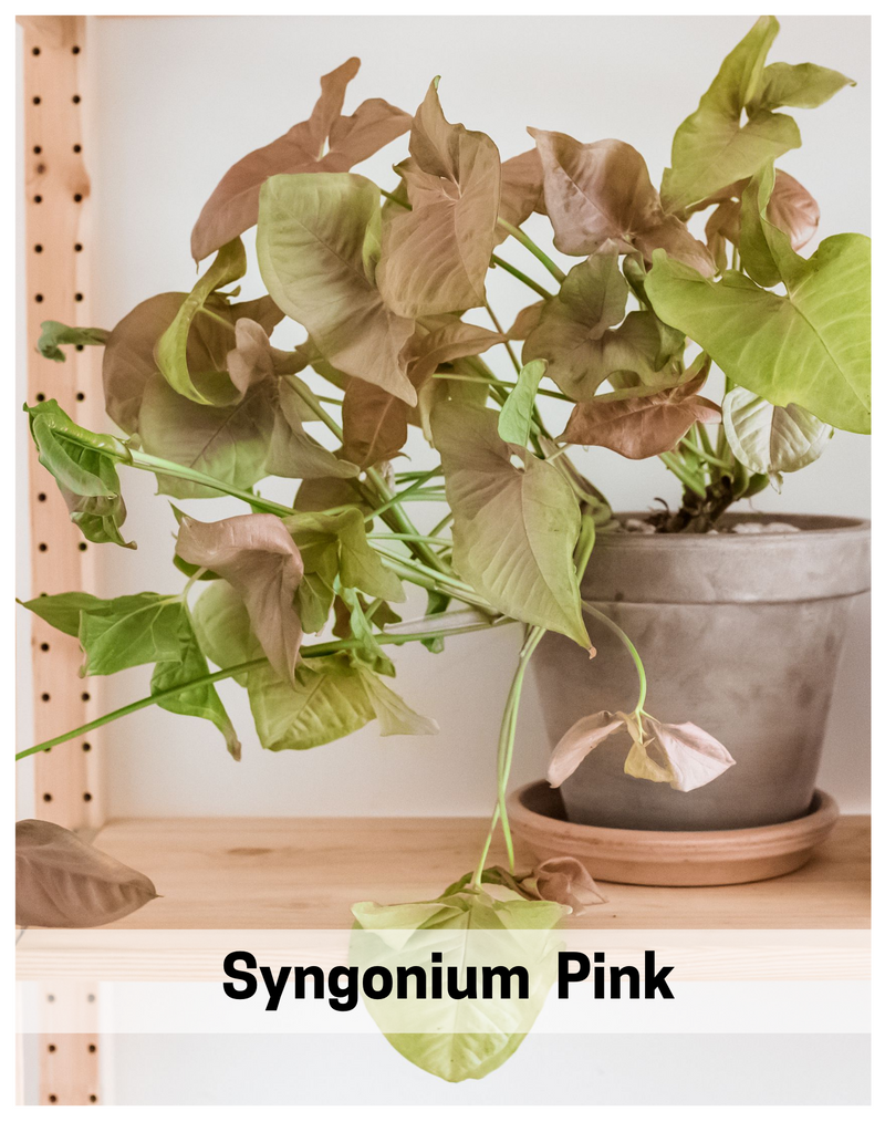 Plantogallery Syngonium Air Purifying Indoor Plants (Pink)