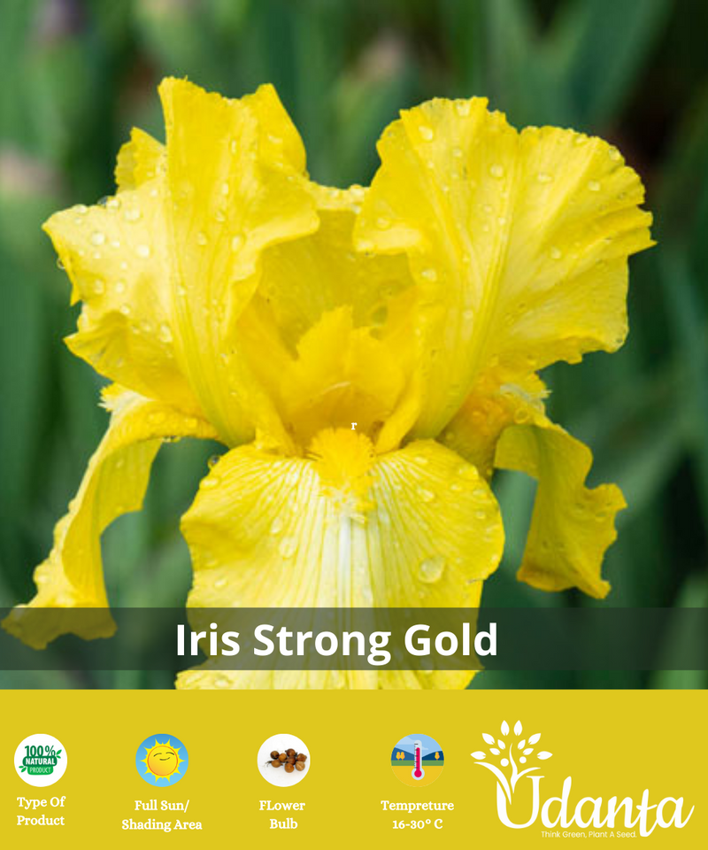 Iris-Strong-Gold-Imported-Flower-Bulbs-plantogallery