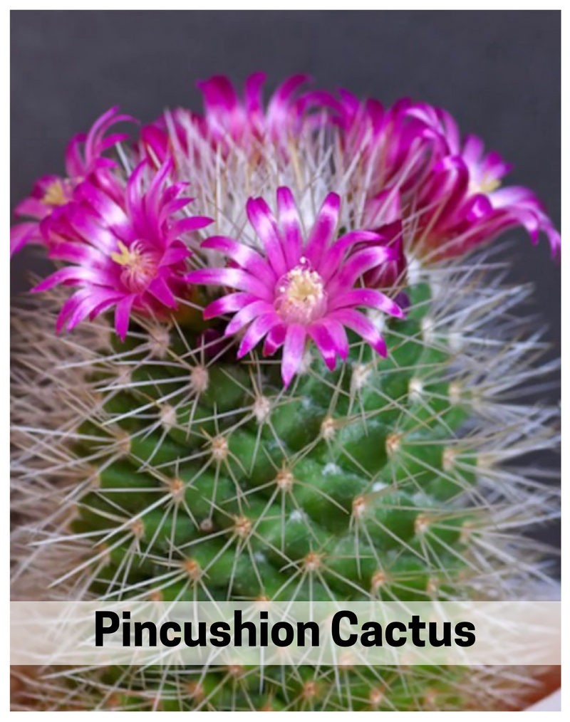 Plantogallery Pincushion cactus Succulent plants