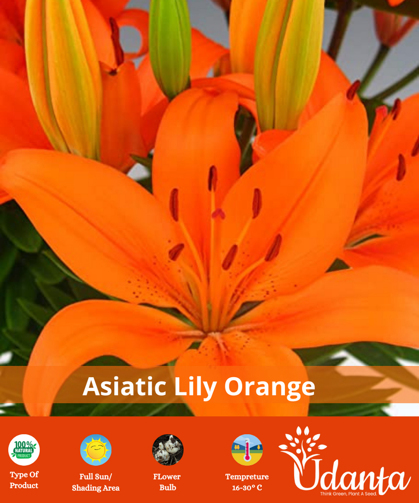ASIATIC-LILY-ORANGE-FLOWER-BULBS