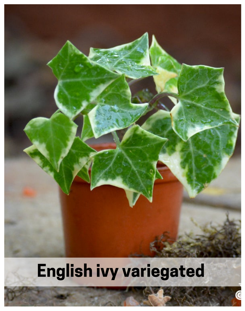 Plantogallery English ivy variegated Evergreen Indoor & Outdoor Plants