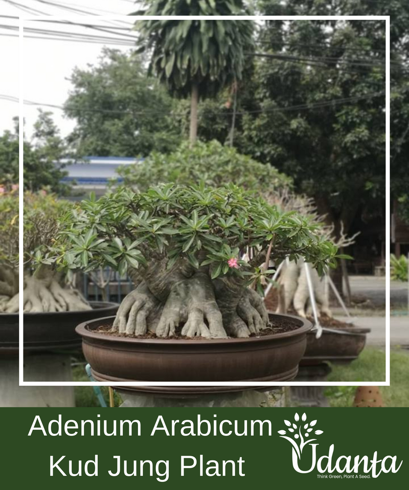 Plantogallery I Adenium Arabicum Kud Jung Plant Seeds
