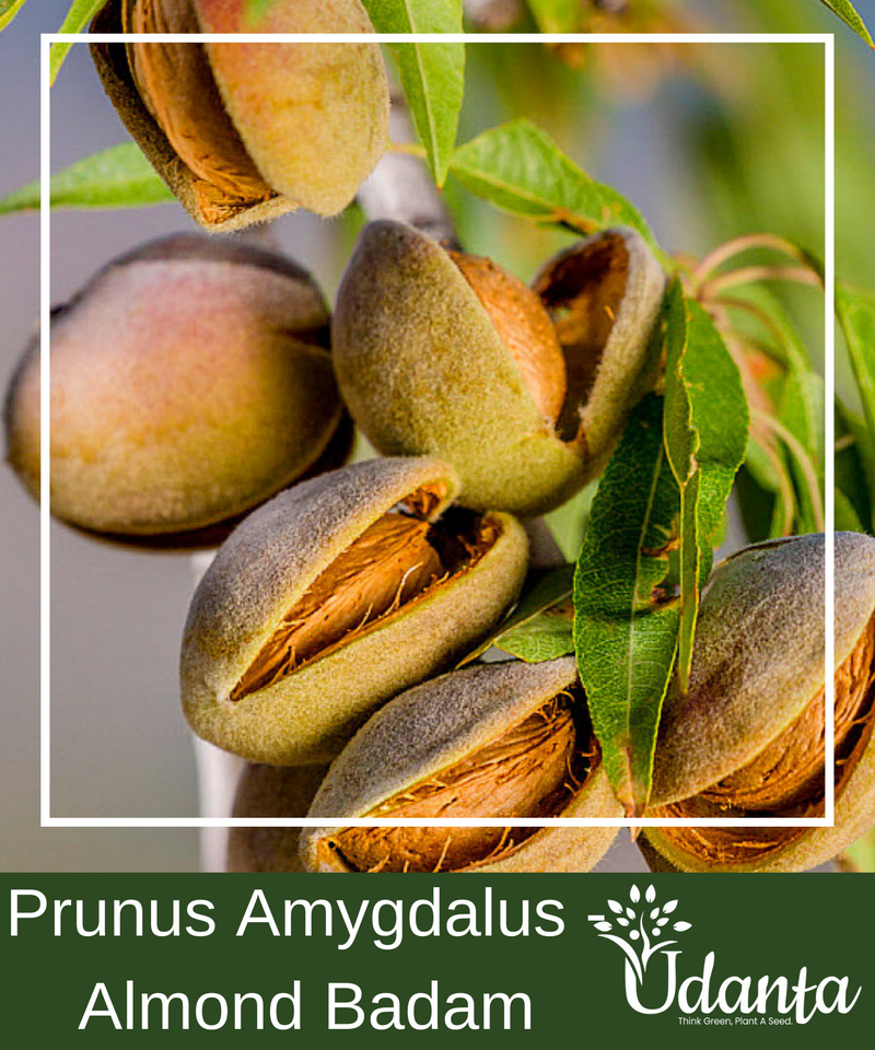 Plantogallery  Prunus Amygdalus - Almond Badam Plants Seeds