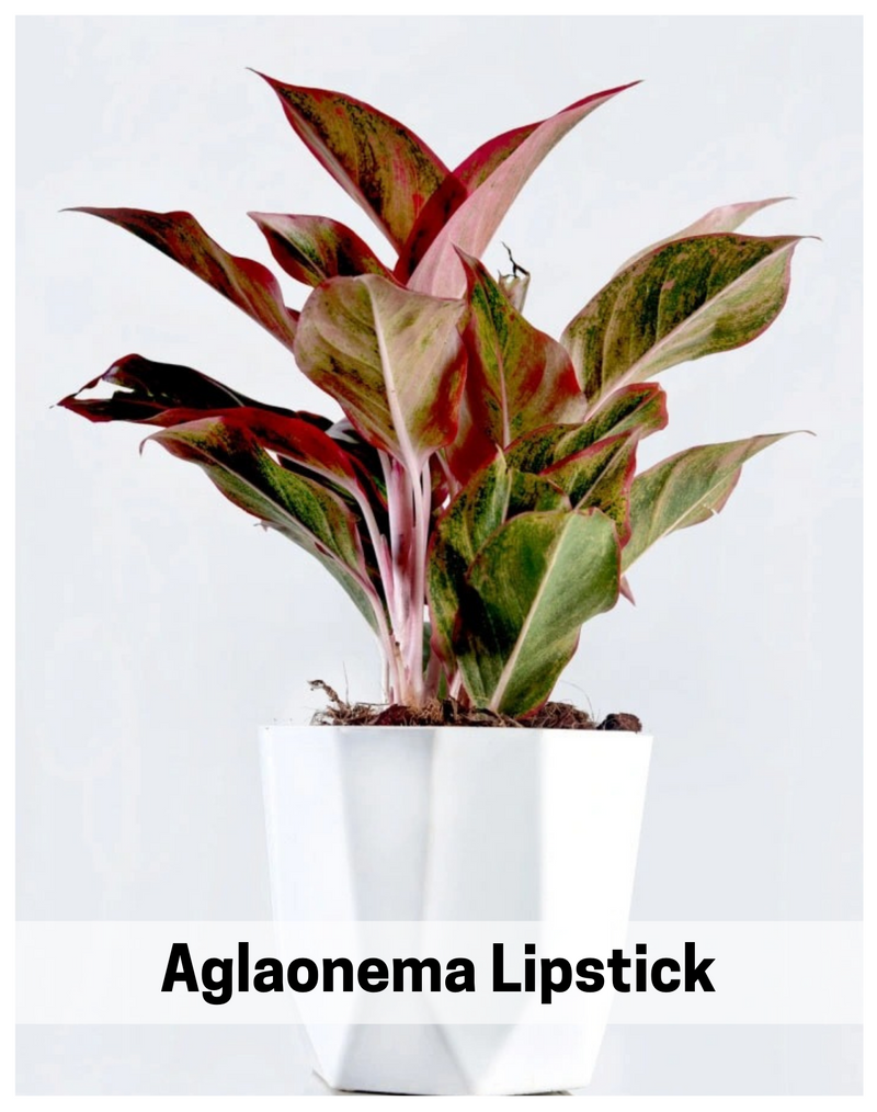 Plantogallery  I Aglaonema Lipstick Best Air Purifying Indoor Plant