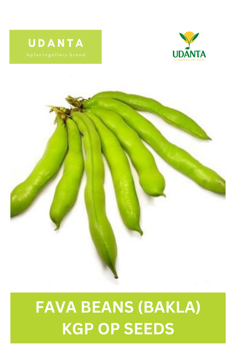 Udanta Fava Beans Vegetable Seeds For Kitchen Garden Avg 20 Seeds Pkts