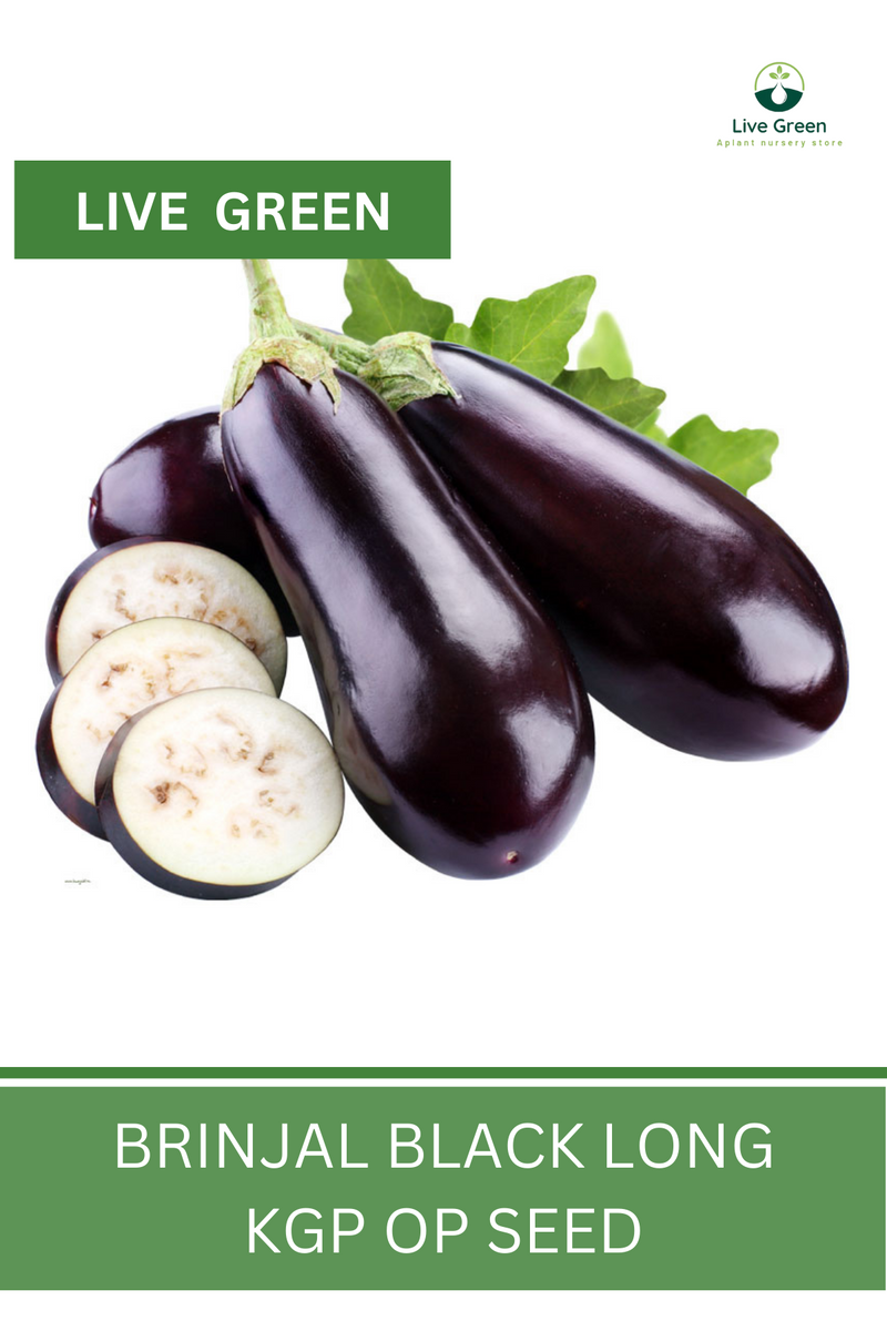 Live Green Brinjal Black Long Vegetable Seeds - Pack of 30 Seeds (OP)