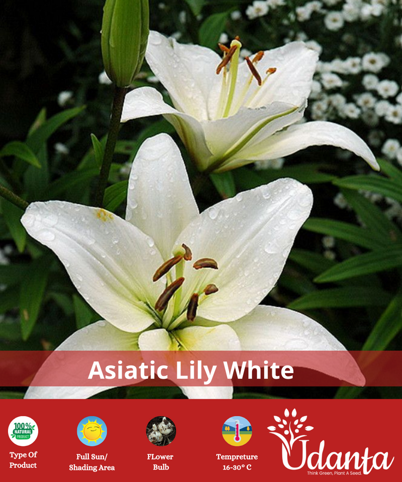 ASIATIC-LILY-WHITE-BULBS-BY-UDANTA