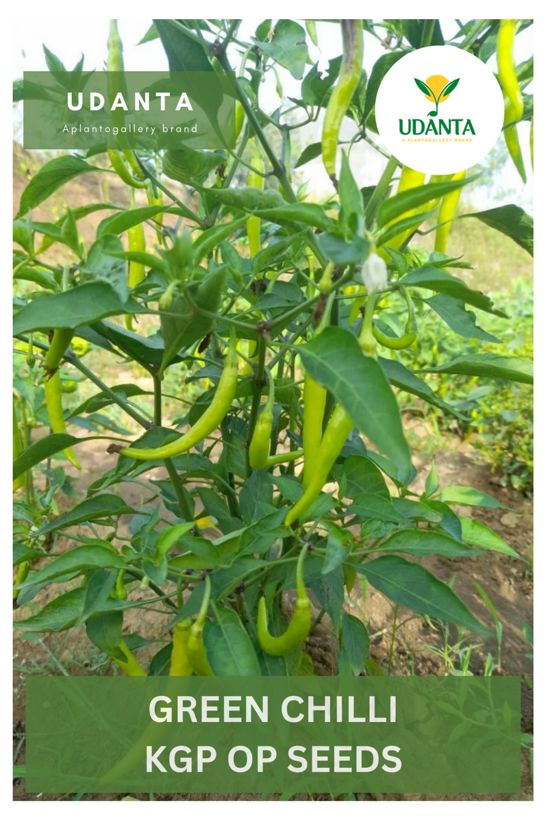 Udanta Green Chilli  Vegetable Seeds For Kitchen Garden Avg 30-40 Seeds Pkts