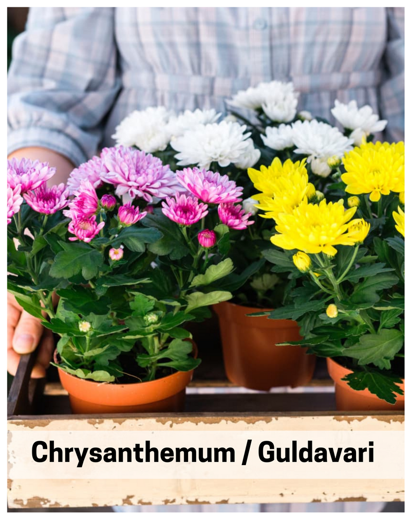 Plantogallery I Chrysanthemum / Guldavari Double Flower | Live Sapling Plant | for Gardening | Set of 5 Sapling