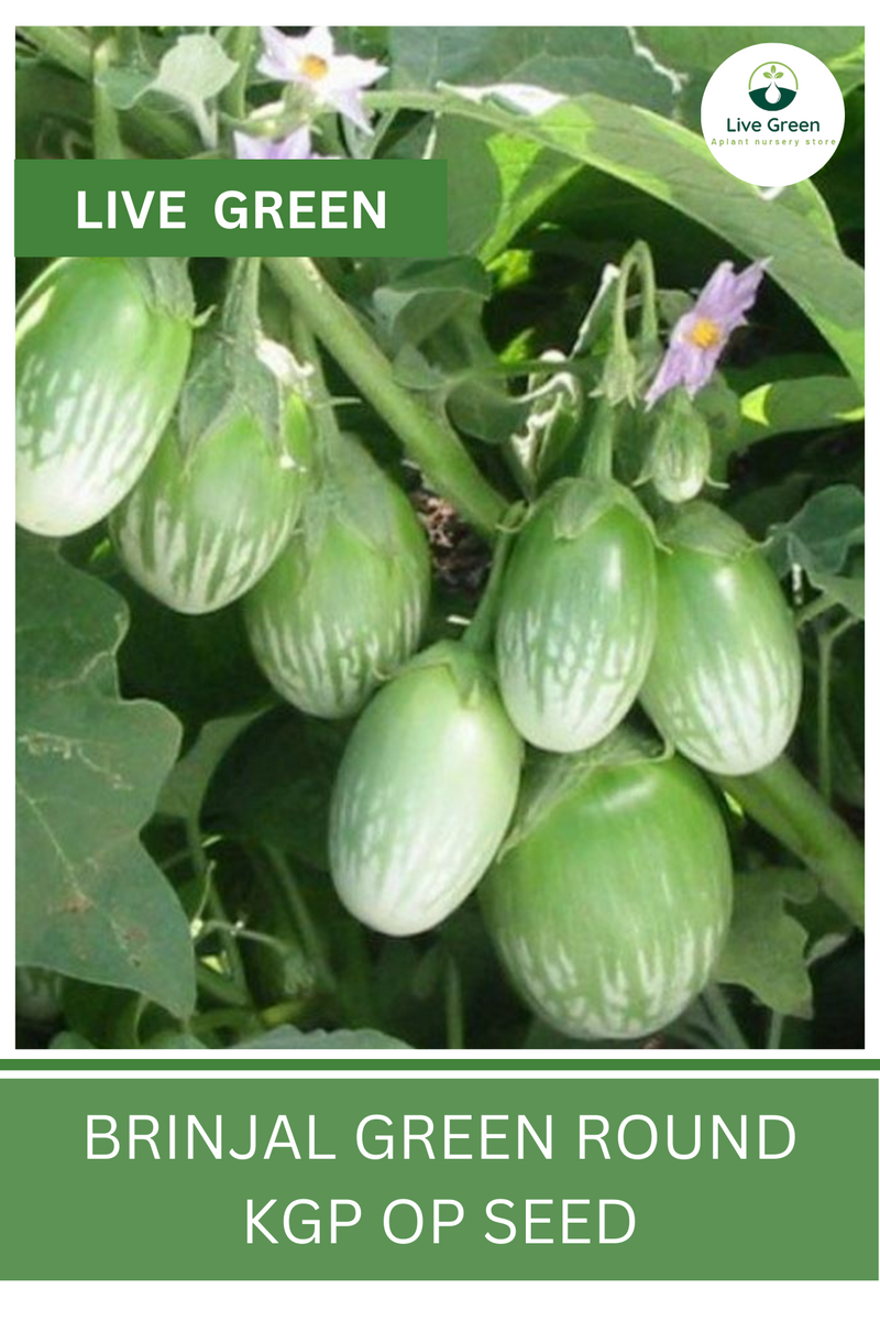 Live Green Brinjal Green Round Vegetable Seeds - Pack of 30 Seeds (OP)