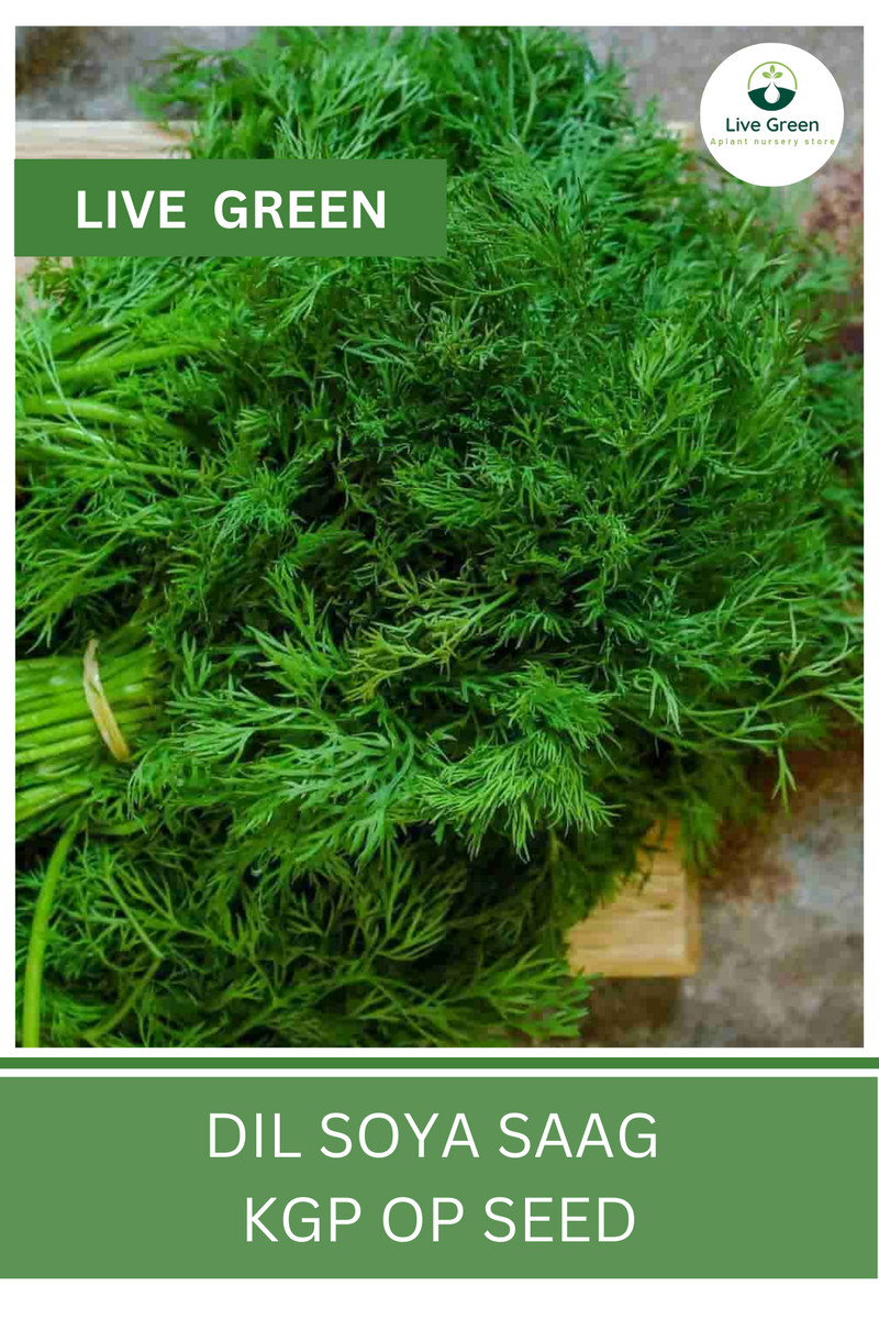 Live Green Dil Soya Saag Vegetable Seeds - Pack of 100 Seeds (OP)