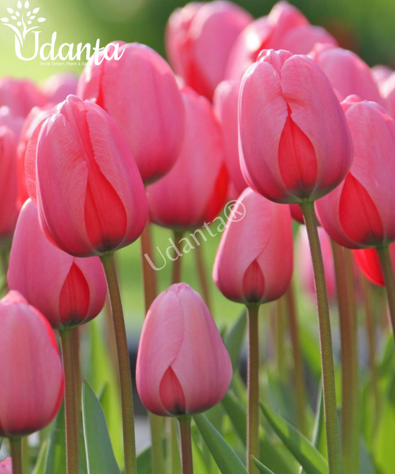 Udanta-pink-flower-bulbss-of-tulip