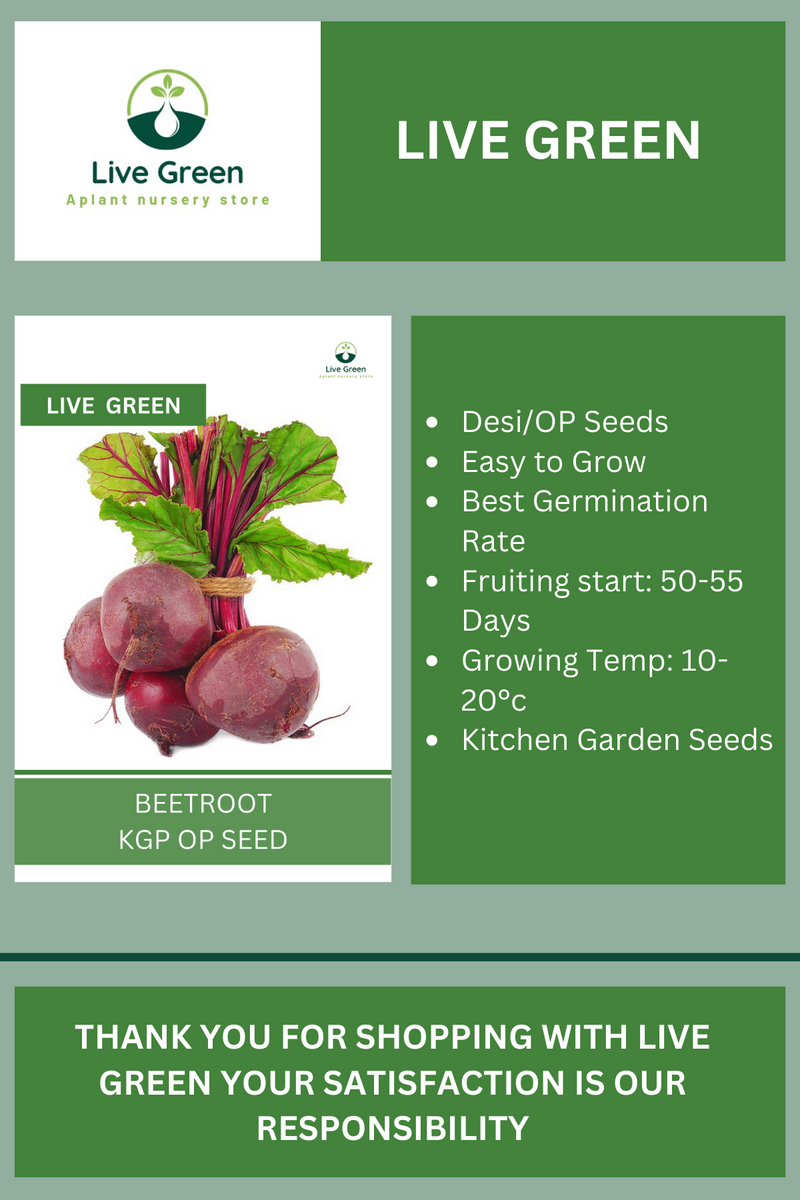 Live Green Beetroot Vegetable Seeds - Pack of 30 Seeds (OP)