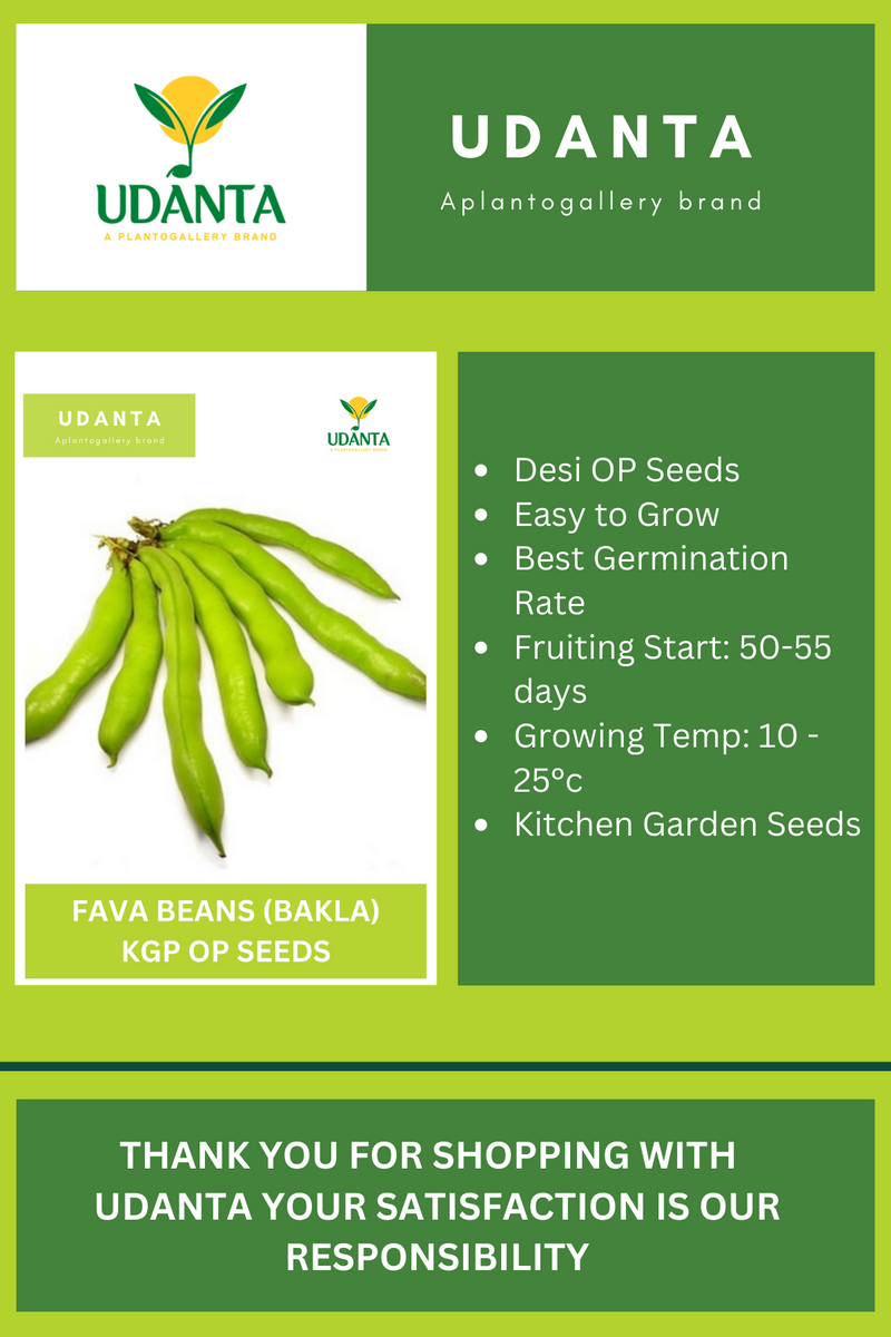 Udanta Fava Beans Vegetable Seeds For Kitchen Garden Avg 20 Seeds Pkts