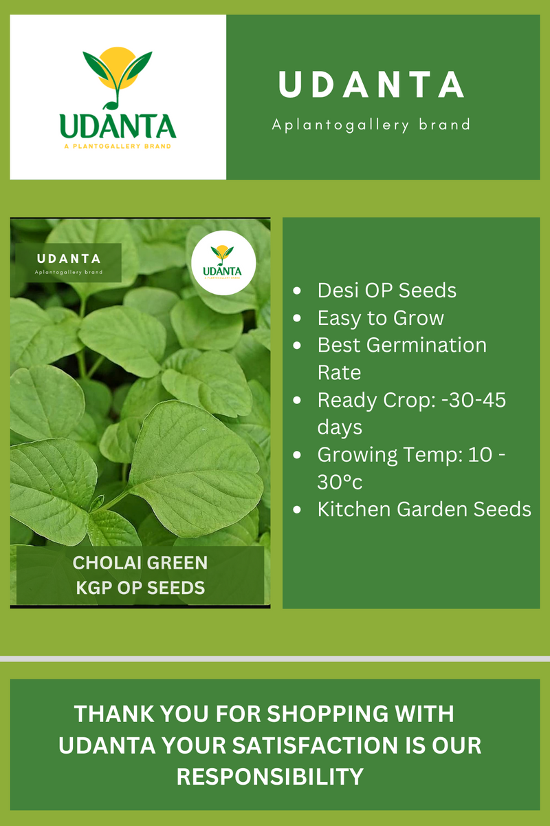 Udanta Amaranth Green Vegetable Seeds For Kitchen Garden Avg 100 Seeds Pkts