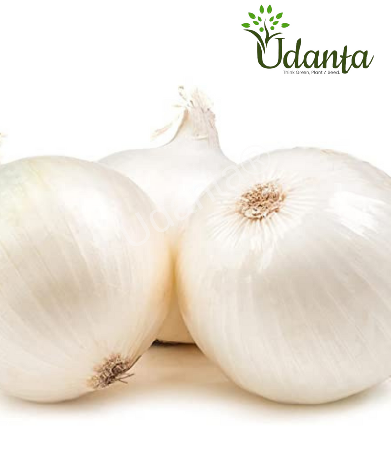 Plantogallery  Onion White Vegetable Seeds For Home Gardening