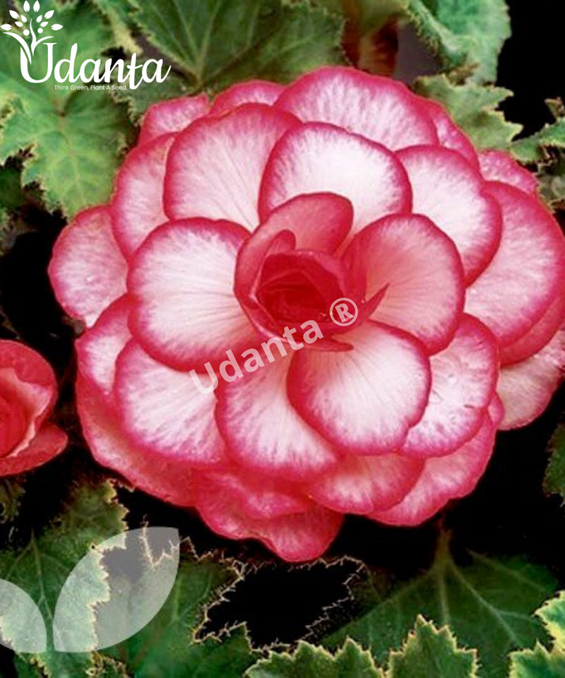 Plantogallery I Begonia White-Pink Exotic Important flower Bulbs For Home Gardening-(Pack of 5 Bulbs Double Pink-White)