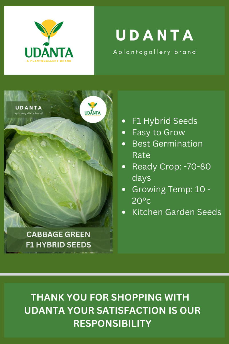 Udanta Cabbage Amrit Vegetable Seeds For Kitchen Garden Avg 30-40 Seeds Pkts
