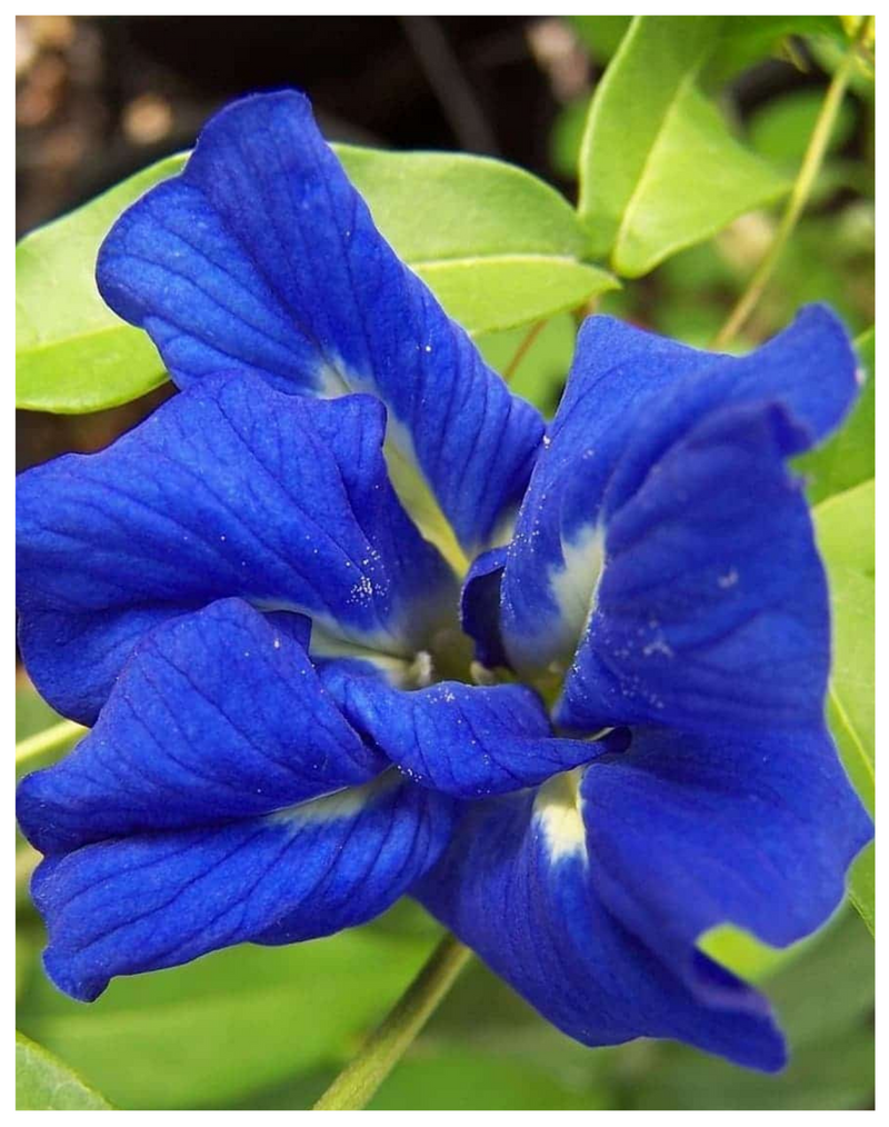 Plantogallery  Aparajita Blue Flower Plant For Spring Season