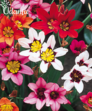 Plantogallery  Sparaxis mixed imported flower bulbs pack of 5