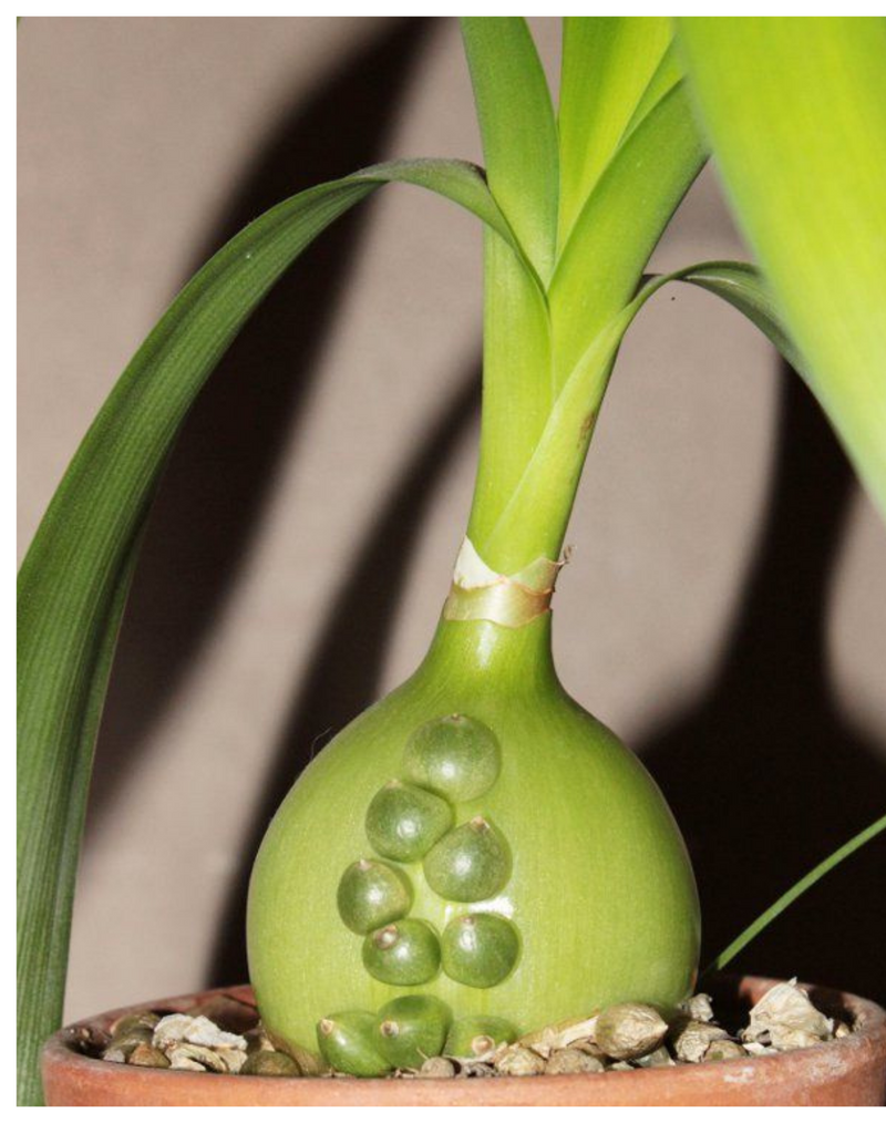 Plantogallery Albuca bracteata (pregnant onion) succulent plant