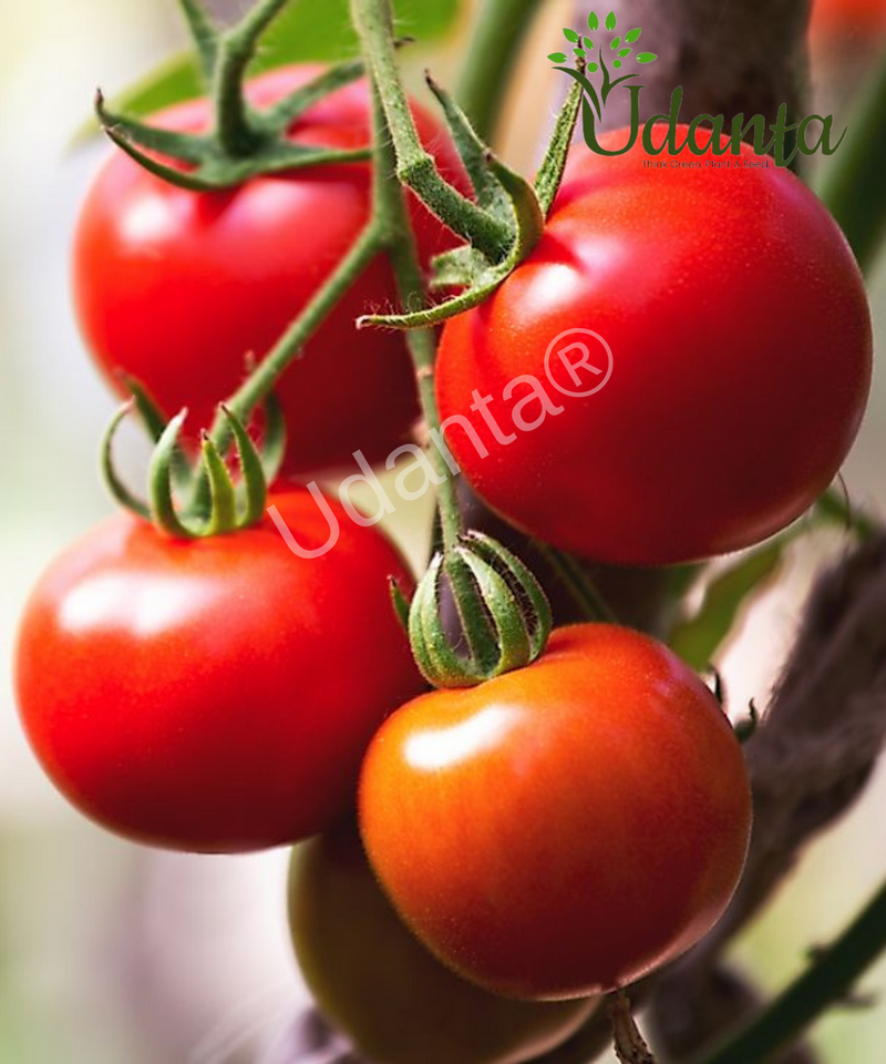 Plantogallery  Tomato Ustad Vegetable Seeds For Home Gardening