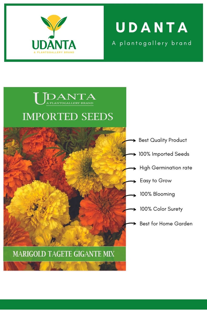 Udanta Imported Flower Seeds - Marigold Tagete Gigante Fiori Pieno All Season Flower Seeds - 2.5Gm (Mix)