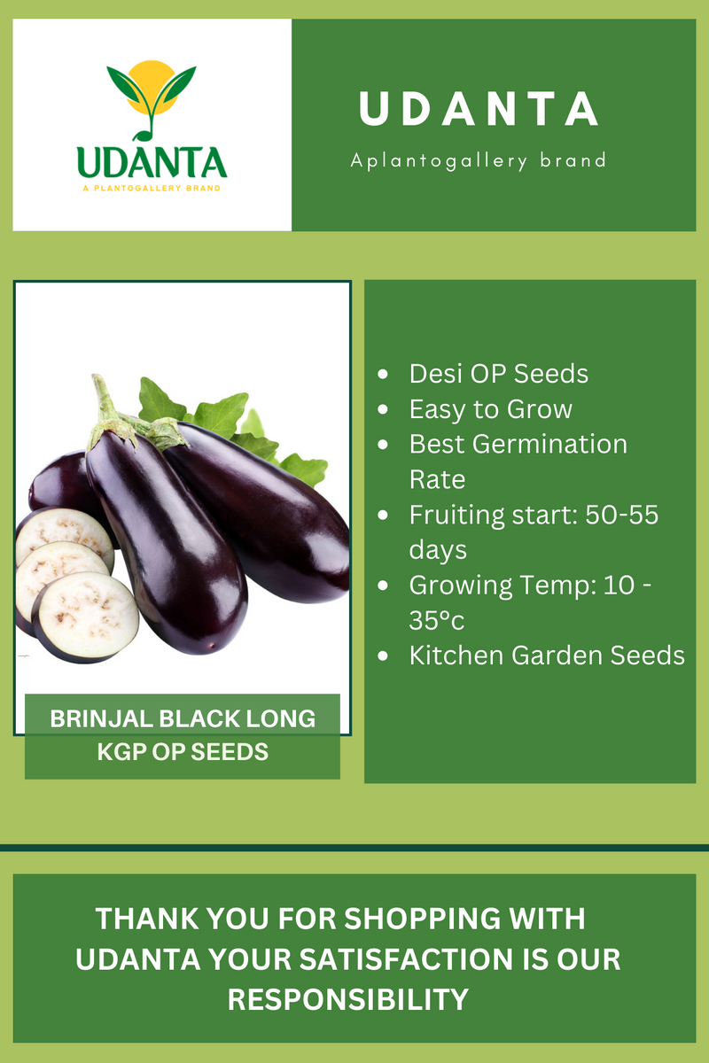Udanta Brinjal Black Long Vegetable Seeds For Kitchen Garden Avg 30-40 Seeds Pkts