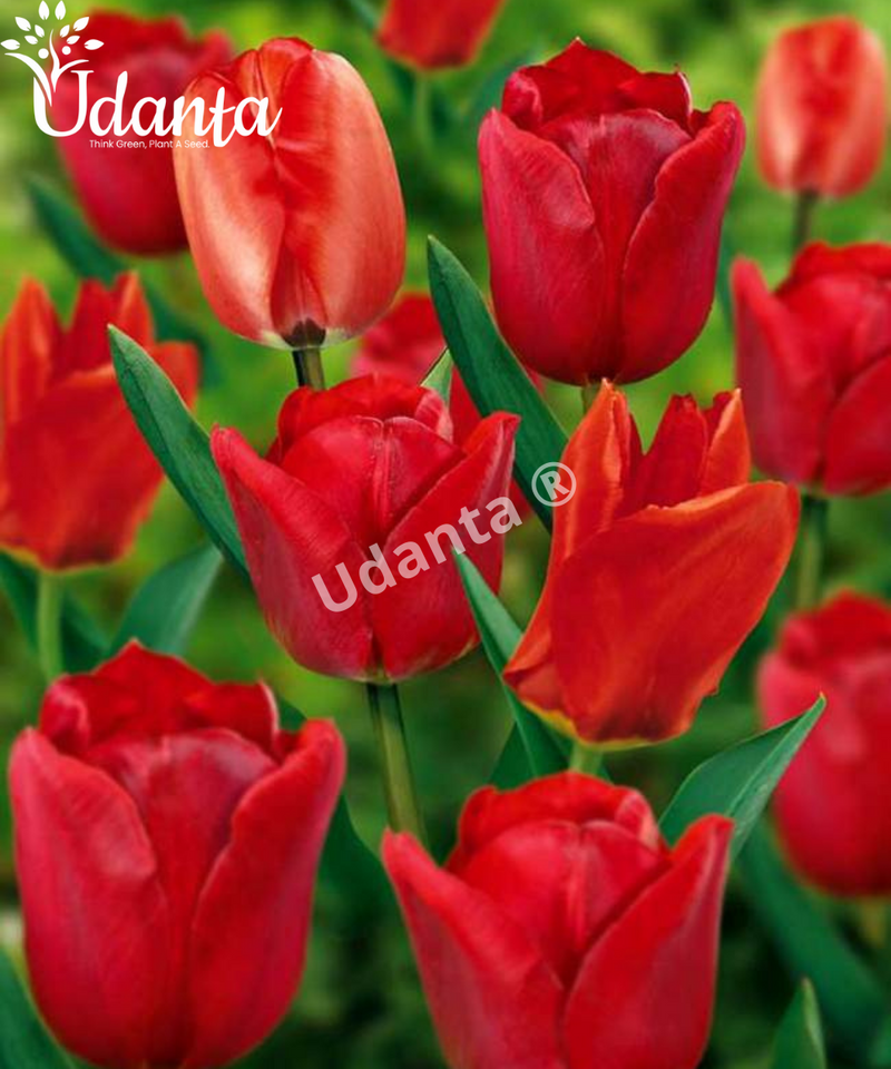 Tulip "Seadov" (Red) Imported Flower Bulbs - Pack of 5 Bulbs By Plantogallery
