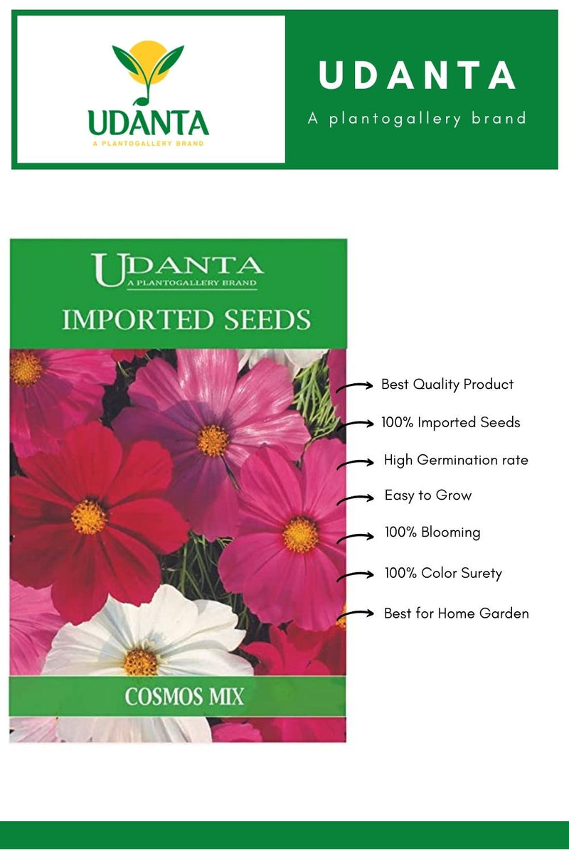 cosmos flower seed