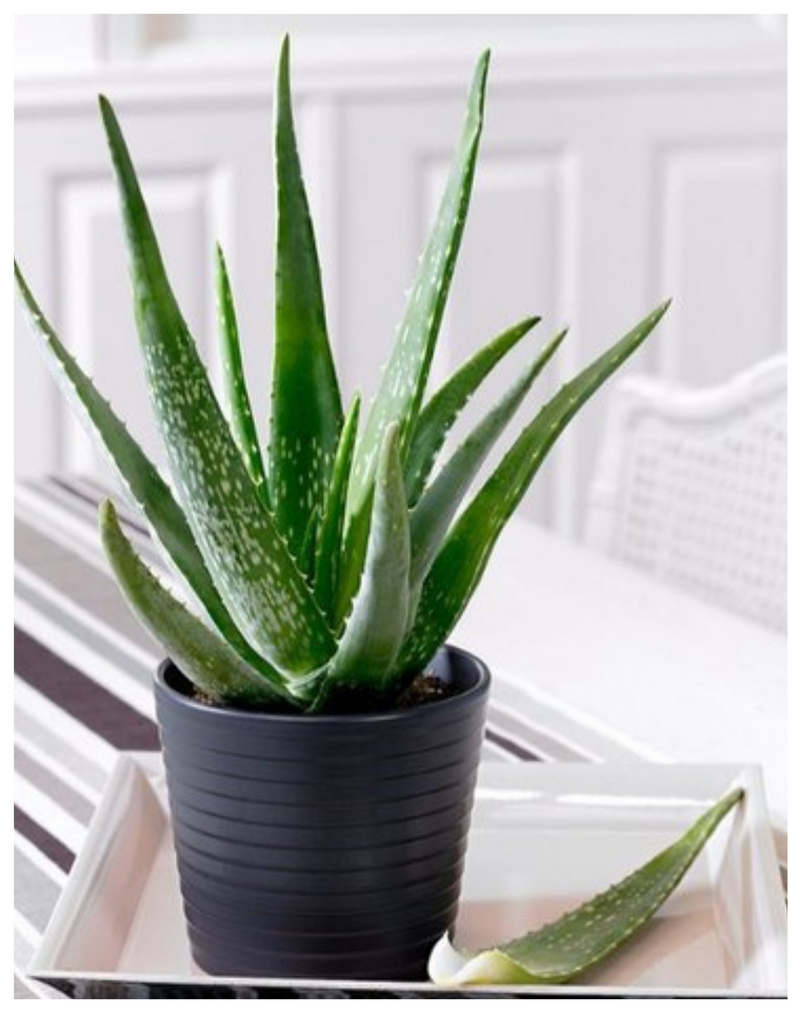Plantogallery Aloe sp succulent plants