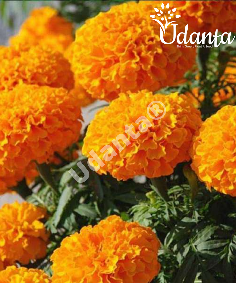 Plantogallery  Marigold F1 Hybrid orange  Color Flower Seeds