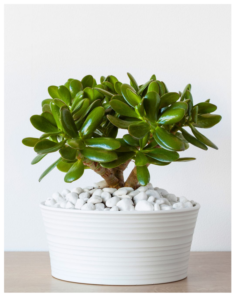 plantogallery-jade-plant-for gift