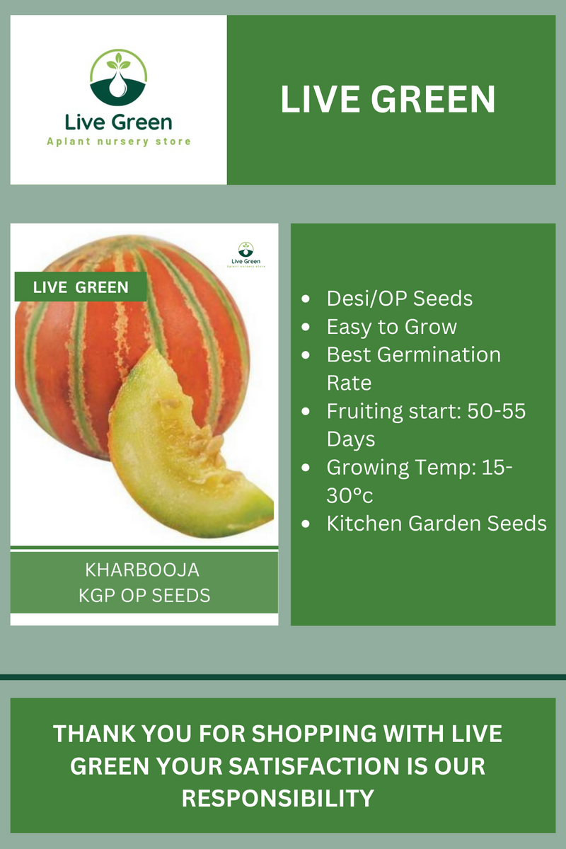 Live Green Muskmelon - Kharbooja Vegetable Seeds - Pack of 30 Seeds (OP)