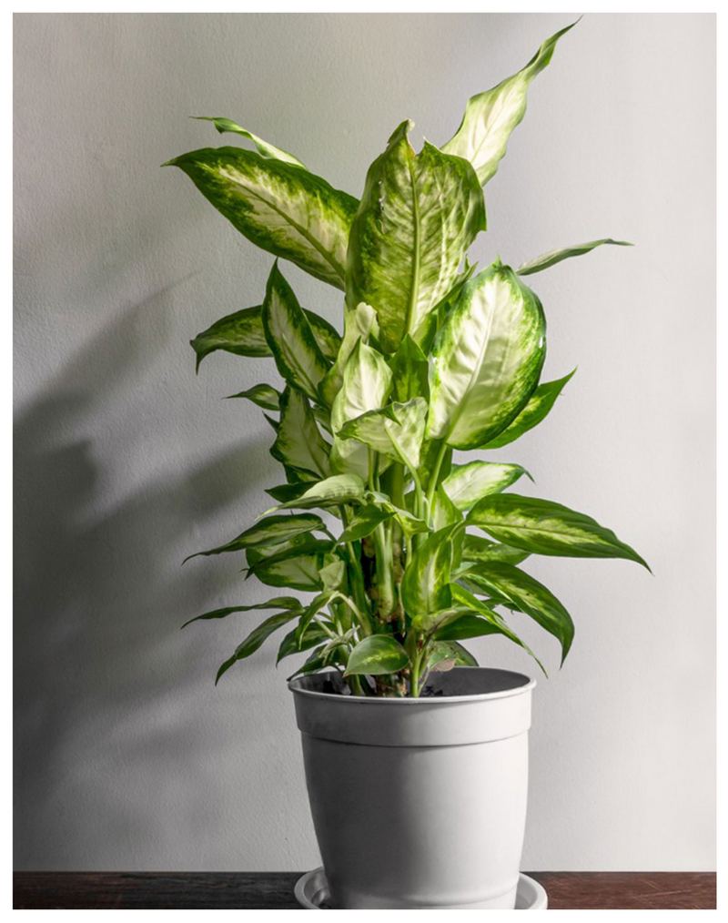 plantogallery-dieffenbachia-live -plant