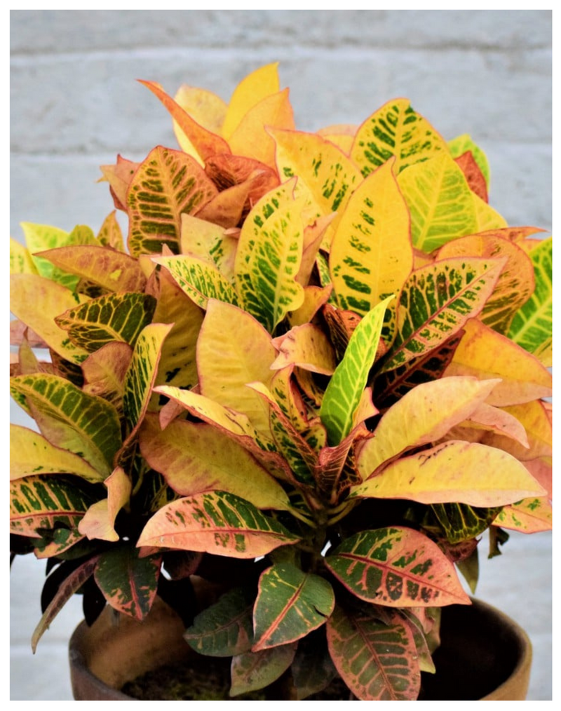 udanta-croton-colored-leaves-plant