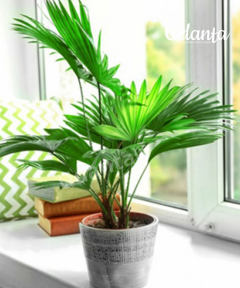 Plantogallery I China Palm Plants Seeds For Home Gardening